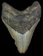 Bargain, Megalodon Tooth - North Carolina #66443-1